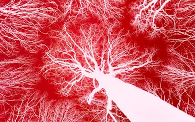 Detección de arritmias con redes neuronales convolucionales