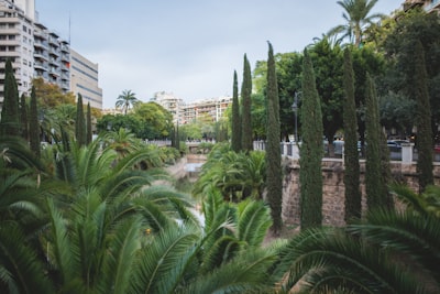 Top 50 Empresas para desarrollo de compañías en Palma