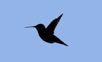 Conoce a Mailbird: la empresa destacada de HackerNoon