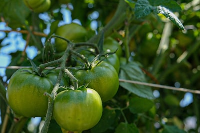 Mapeo de sistemas de cultivo de tomate en California con AlphaEarth y aprendizaje profundo