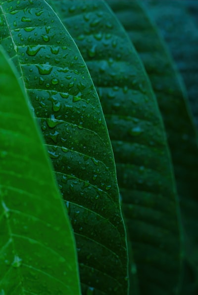 Software para empresas: Aplicaciones sostenibles y seguras