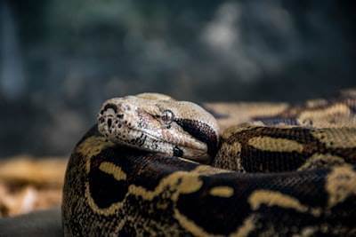 Building a Powerful CLI Tool with LLM in Python