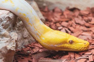 El futuro de Python - El "lenguaje de unión" se expandirá