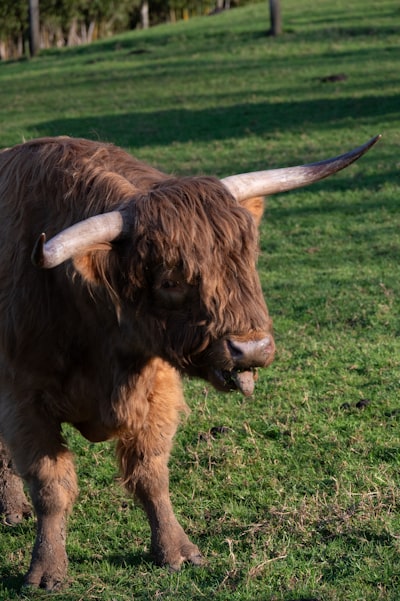 Embeddings de alta calidad para razonar con lógica de Horn