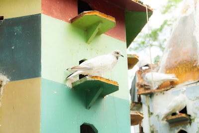 Redes de aprendizaje entre etiquetas para aves