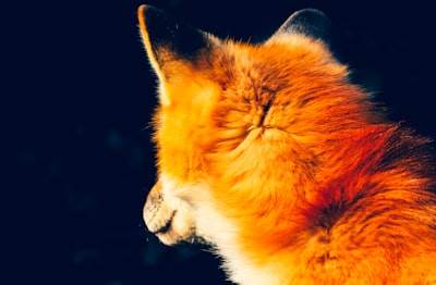 Firefox introduce interruptor de seguridad para características de IA