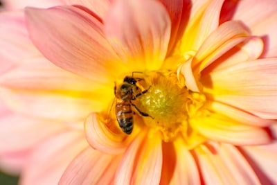 Por qué Pollinations AI supera a DALL-E como la mejor alternativa gratuita