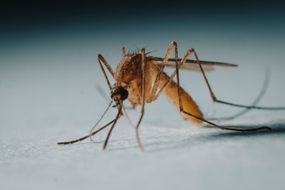 Prepara este cubo de la muerte para mosquitos ahora