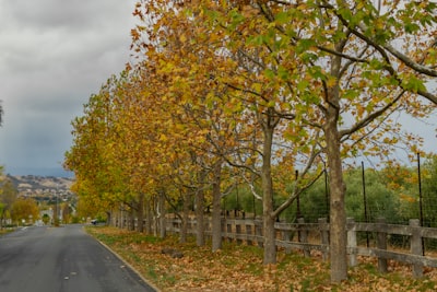 Pseudo-paso temporal: remedio para fallos en PINNs