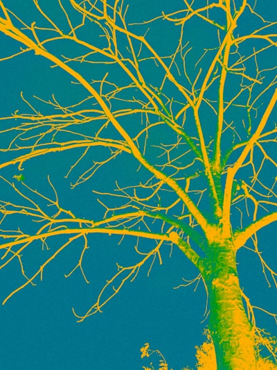 Modelos neuronales heredados de árboles para clasificación interpretable.