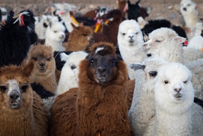 Credenciales de API de Alpaca inválidas - 401 No autorizado