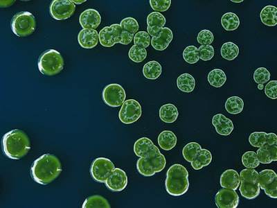 Incremento de la producción de lípidos en cianobacterias mediante adaptación del flujo metabólico