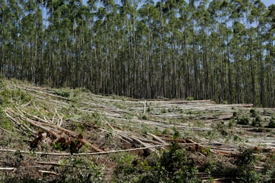 URIEL: Tala selectiva sostenible con robots aéreos para bosques tropicales