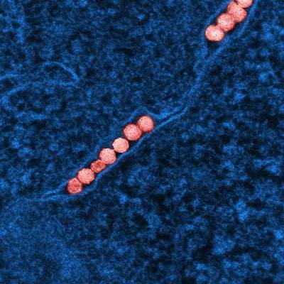 Improving CO2 Capture Through Biology-Inspired Membranes with Dynamic Polymeric Networks