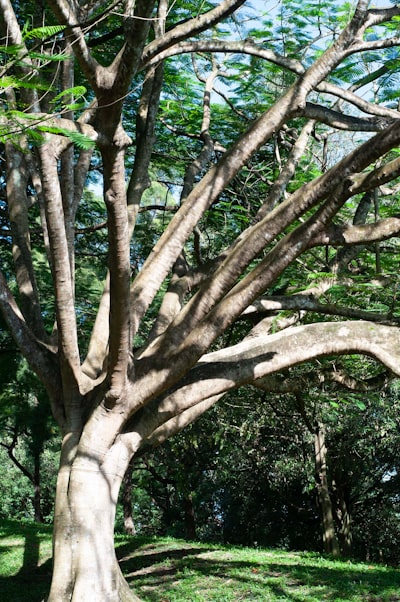 Orchestrated Tree Assembly for Advanced Planning