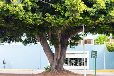 Búsqueda en árbol de Montecarlo para ordenar el llenado de espacios en modelos de difusión