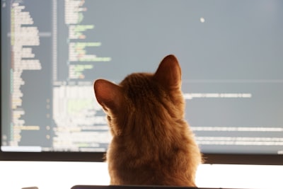 ¿Quién es el mejor compañero de programación?