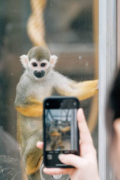 Análisis de la extensión Phia Safari en la recolección de datos de una app móvil.