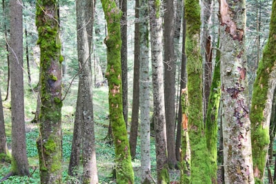 Aligning Forests and Trees in Images and Long Captions for Grounded Visual Understanding
