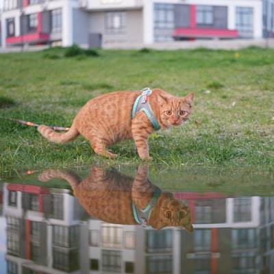 ¿Puede la IA ver el mundo como un gato?