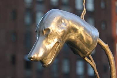 Actualizaciones y tendencias de Dogecoin20