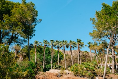 Los mejores expertos en creación de diapositivas de IA en Palma