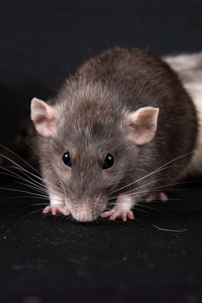 Paquetes npm maliciosos suplantan PostCSS para distribuir RAT