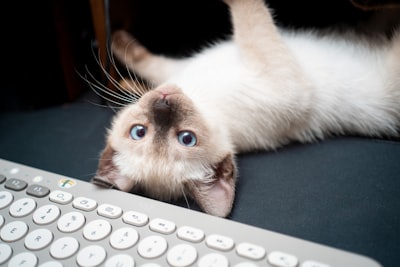 El gato adorable que frena tu doomscrolling