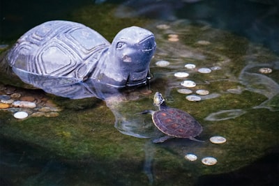 Cómo Magic: The Gathering revela un nuevo aspecto de Nueva York con las Tortugas Ninja Adolescentes Mutantes