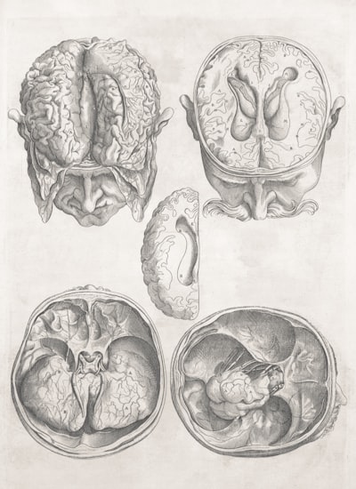 Hacia representaciones de cerebro completo generalizables con datos de corte óptico de alta resolución
