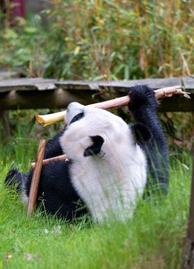 Por qué NumPy y Pandas son vitales para principiantes en IA/ML