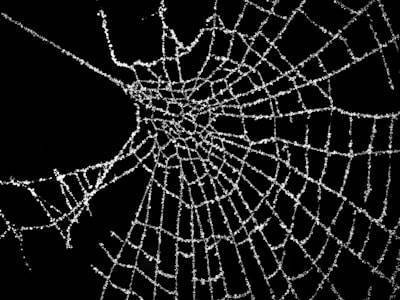 Efficacy of Traditional and LLM-based Methods for Web Scraping