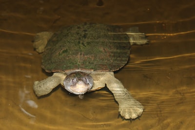Ajustando mi mascota acuática.