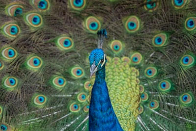 Transformadores de visión en la agrupación de imágenes de animales: Un estudio comparativo.