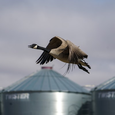 Canada Goose minimiza impacto del vertido de 600K-safea como vieja noticia