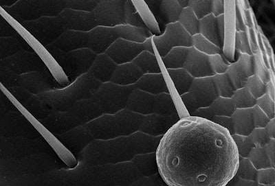 Predicción confiable de latencia de cola en microservicios con doble flujo desacoplado y modulación de gradiente