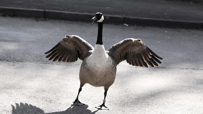 Descubrimiento dinámico de servidores MCP con Goose