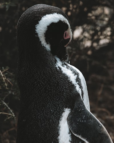 Lo que nos enseña el pingüino nihilista de Werner Herzog