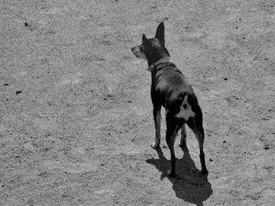 Evaluación no interactiva de traductores de comunicación animal