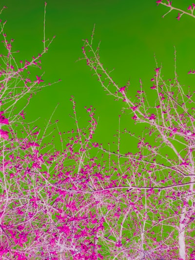 Automatic Structured Hybrid ODE Neural Networks