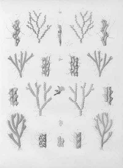 Reconstrucción de la dieta antigua a través del modelado bayesiano