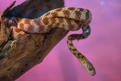 3 Errores comunes en el uso de IA que afectan la productividad en Python