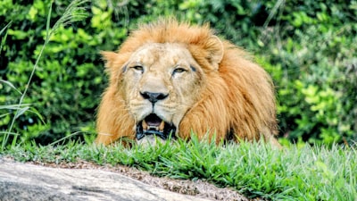 Papa León: sé profundamente humano en la era de la IA
