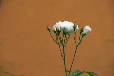 OM Bhakti Cotton Flower Batti - Guía de mechas puras y duraderas