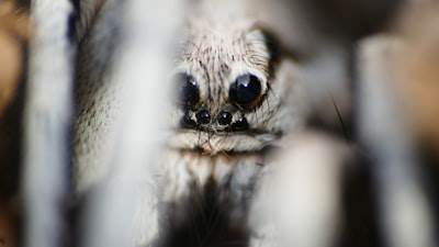 Evalúe el desempeño de TarantulaHawk
