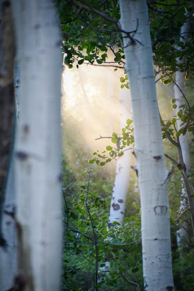 Marco de fotos Aspen de Aura: $30 de descuento este fin de semana