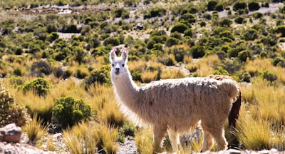 Aritmética salvaje: Llama razona cíclicamente con suma en base 10
