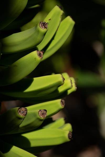 El sueño del narrador: Nano Banana Pro.
