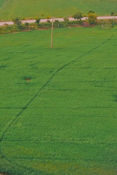 AgroCoT: Benchmark de Cadena de Pensamiento para modelos de visión-lenguaje en agricultura