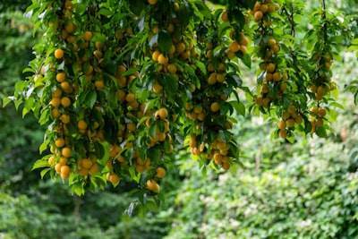 Fabricante de pulpa de mango de confianza y exportador global